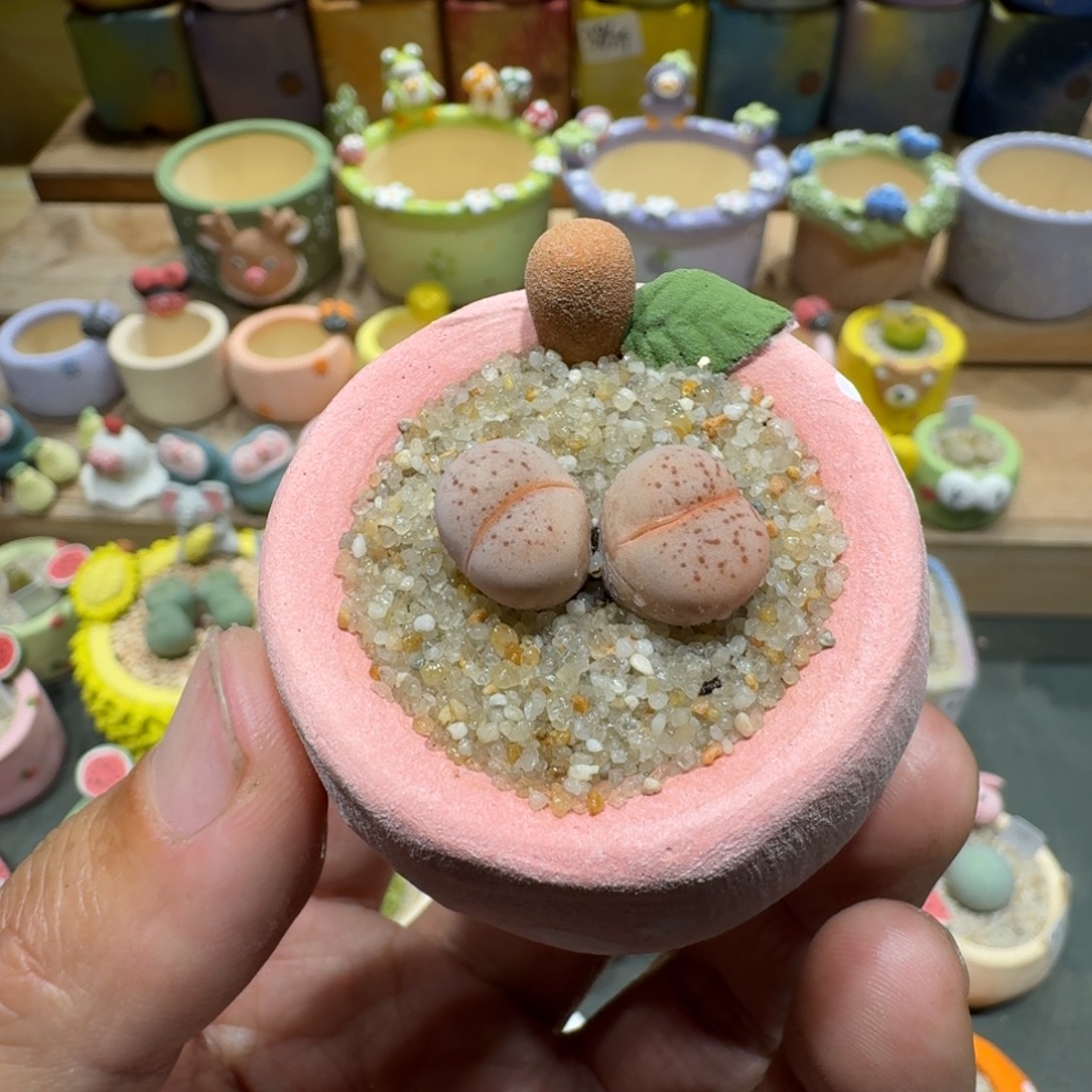 蘑菇1414粉大白多肉植物