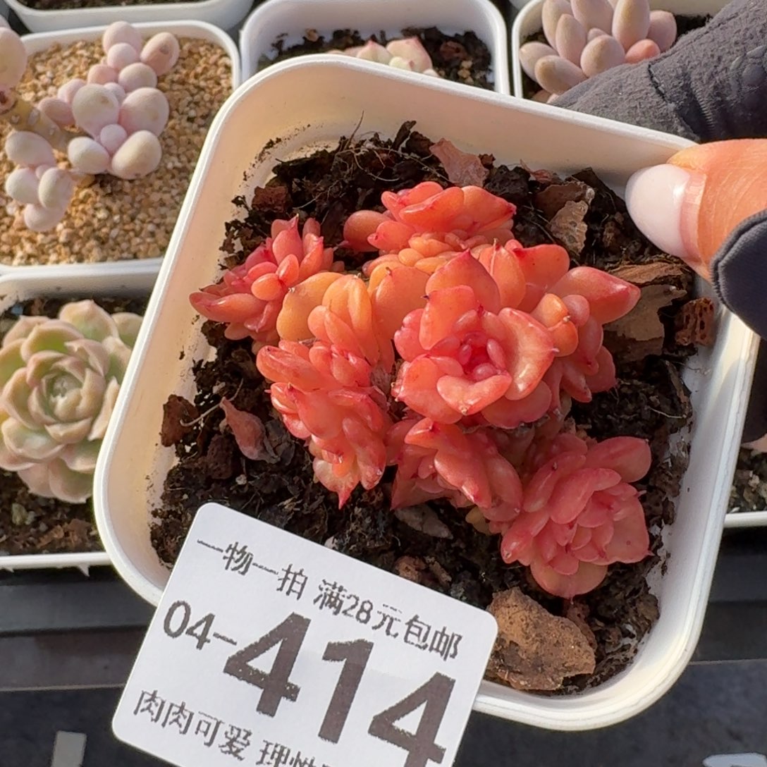 腊牡丹无盆土发货