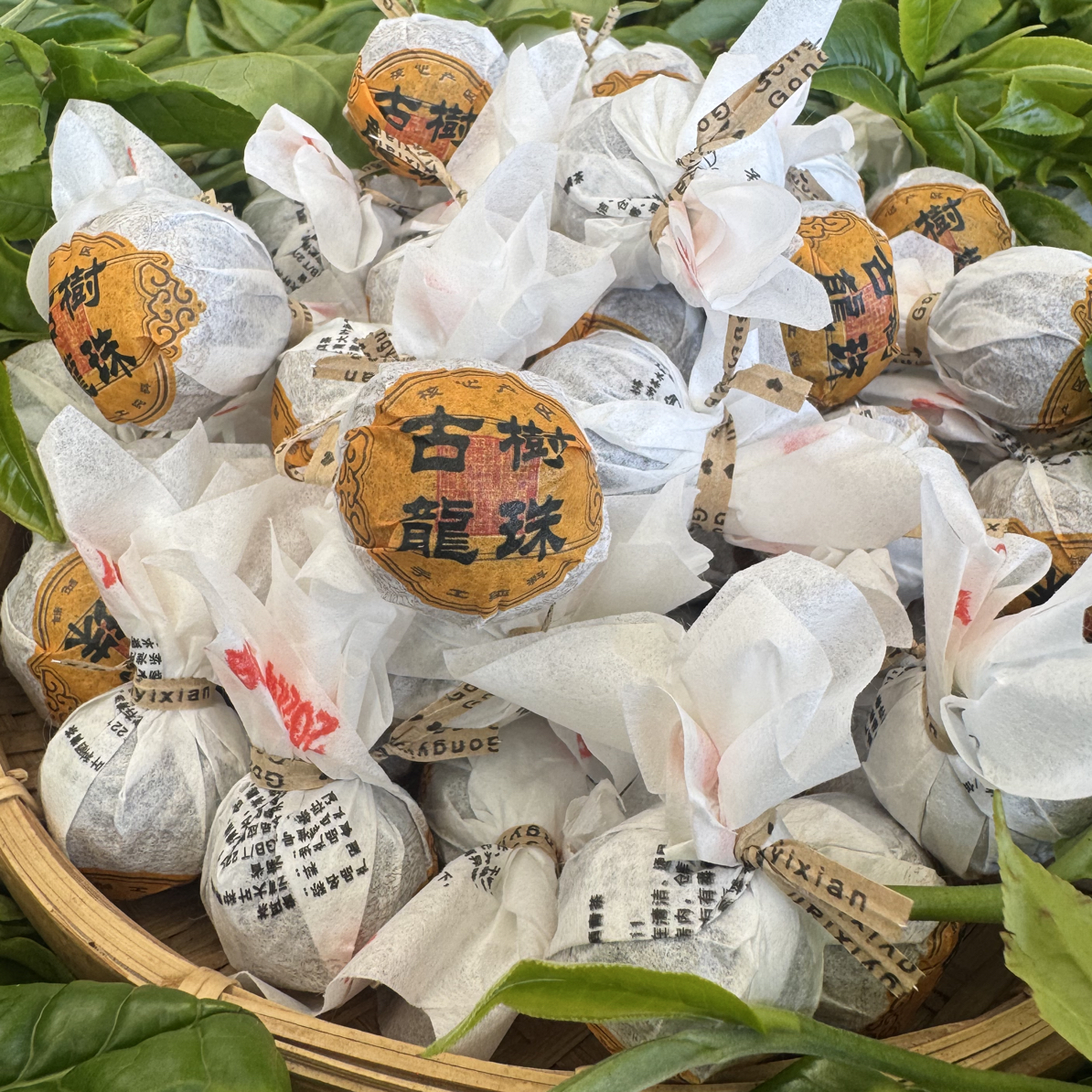 2025冰岛后山自家坝卡龙株春