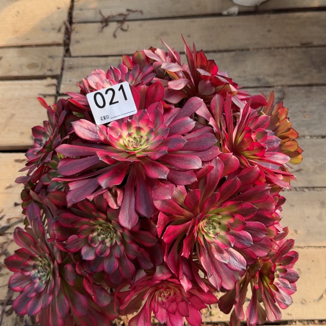 【闪购商品】021多肉