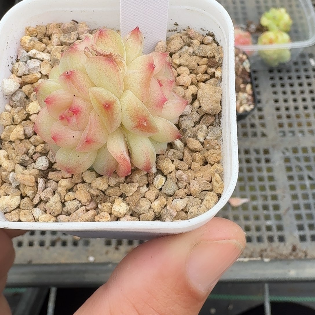 966号桃喜甜心三头多肉