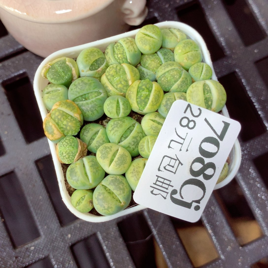 5厘米盆精控多肉708