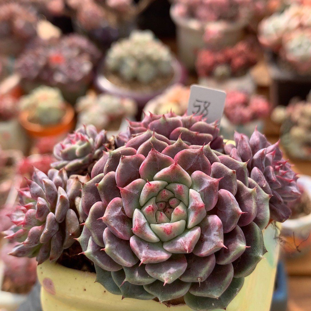 杂一物一拍   009