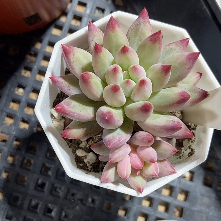 ****》多肉植物虞美人905多肉