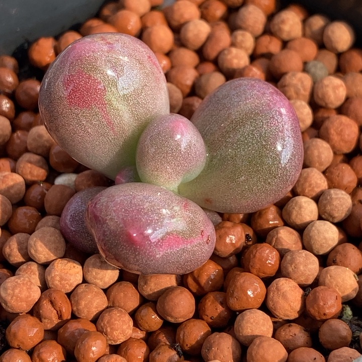 米可奶酪锦多肉植物
