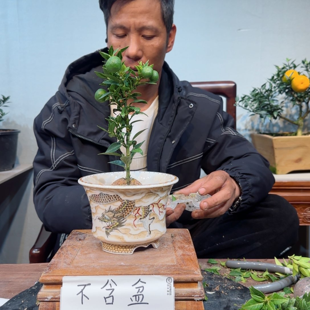 当前无花朵，栽培后可花朵晓****1