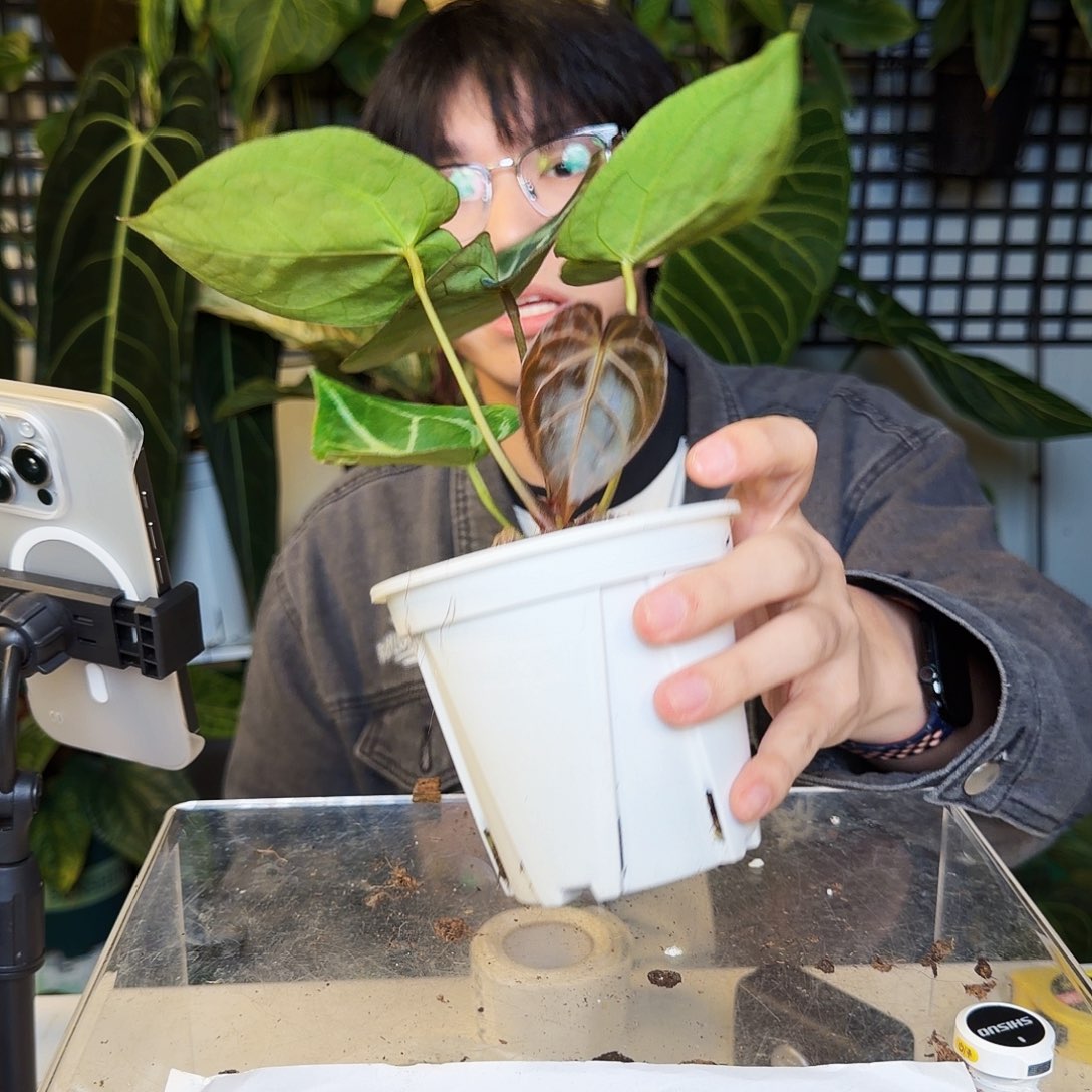 完全开放K134  桃心杂