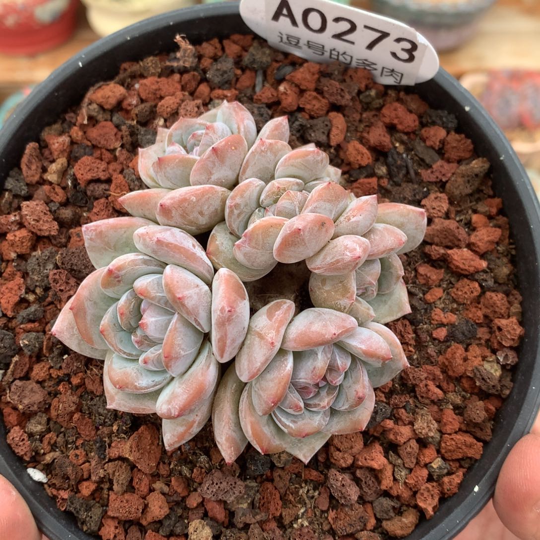 A0273 星影小老桩 有砍 8.5cm