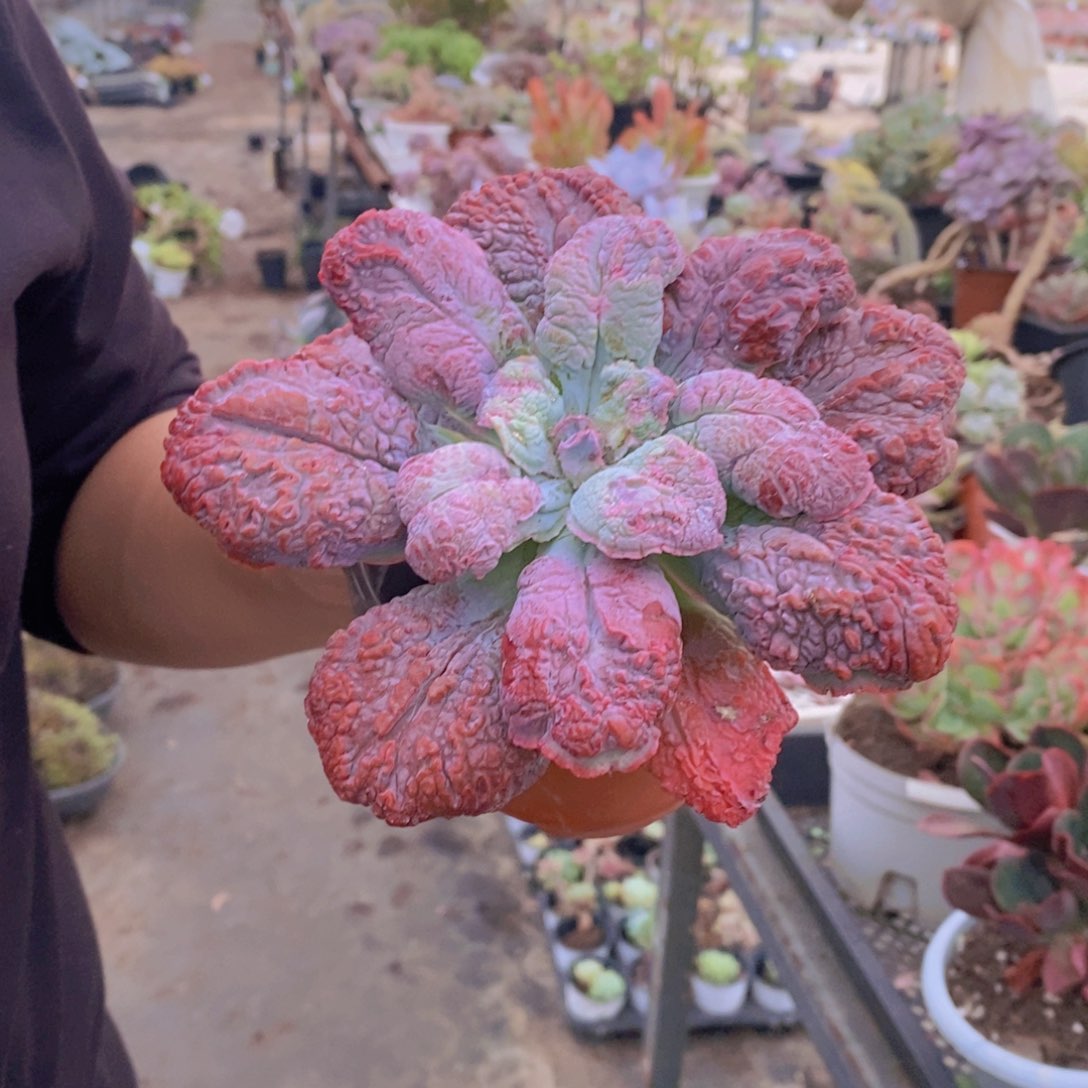 狂野男爵大单头老桩