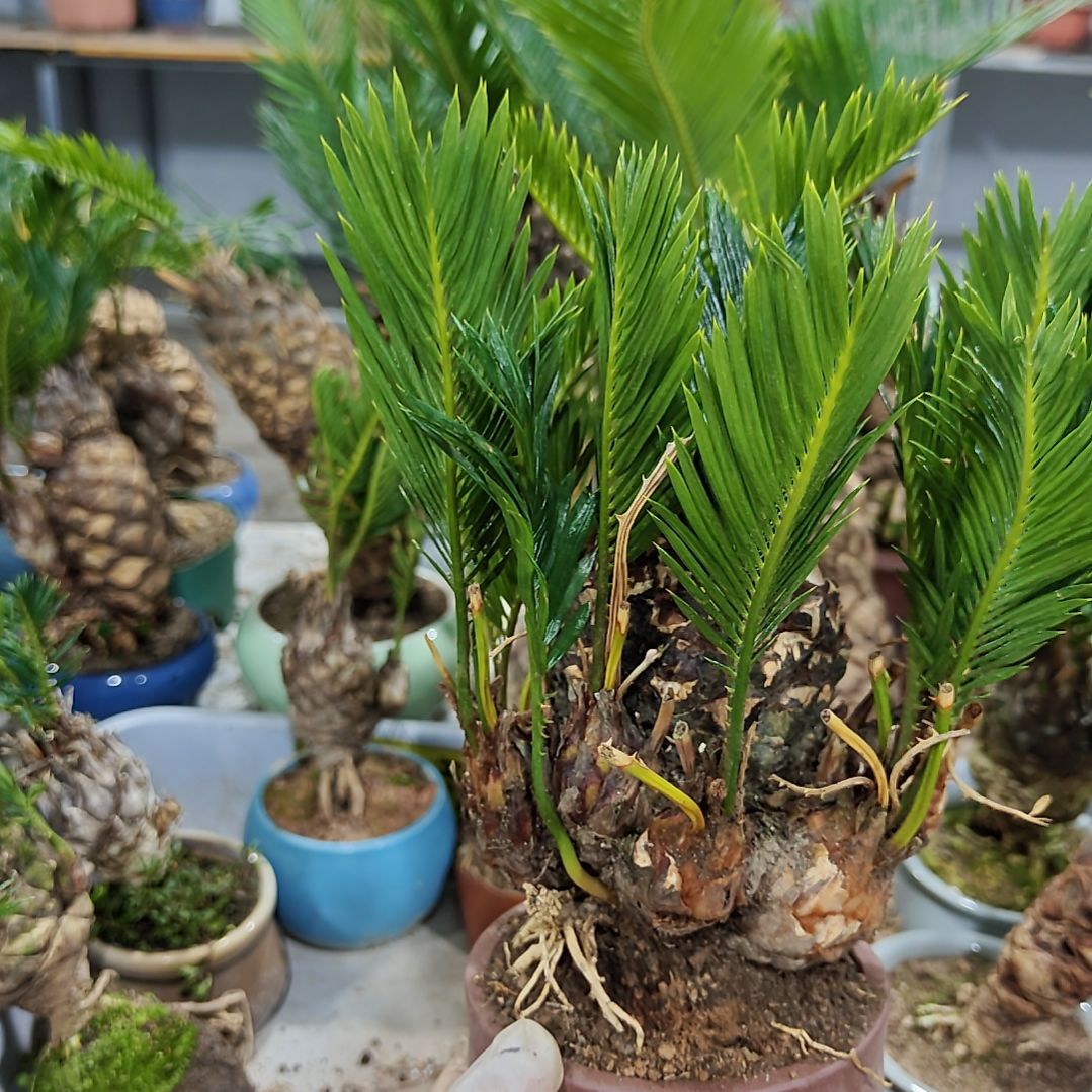 $***$无花朵白鳞铁盆景基地