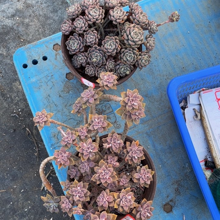 花**锦粉布偶一颗阿伦陪一颗