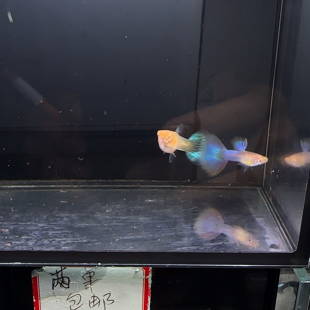 孔雀鱼天使彩虹一对