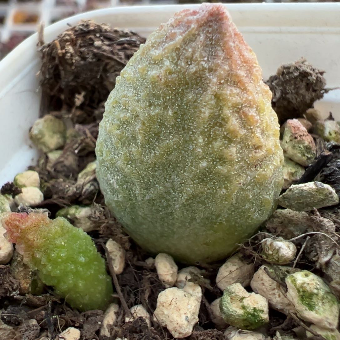 实生底叶苗纹路款多肉植物