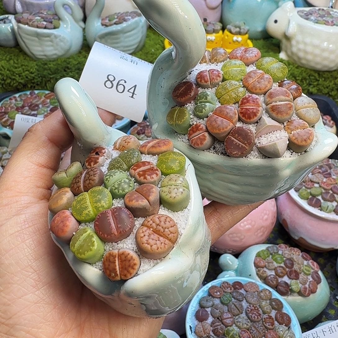 多肉植物开播福利冲864