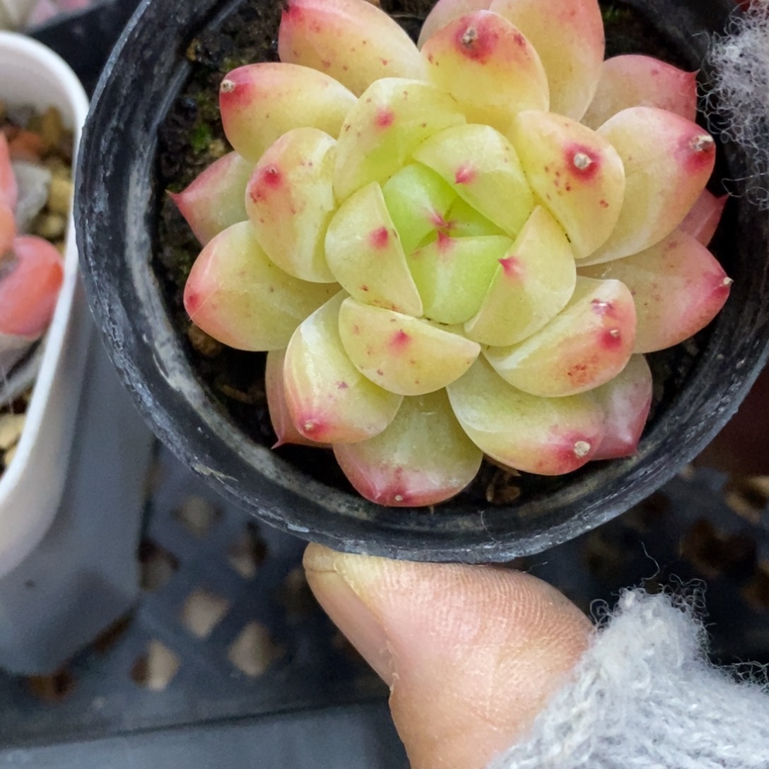 精品多肉一物拍不包整257