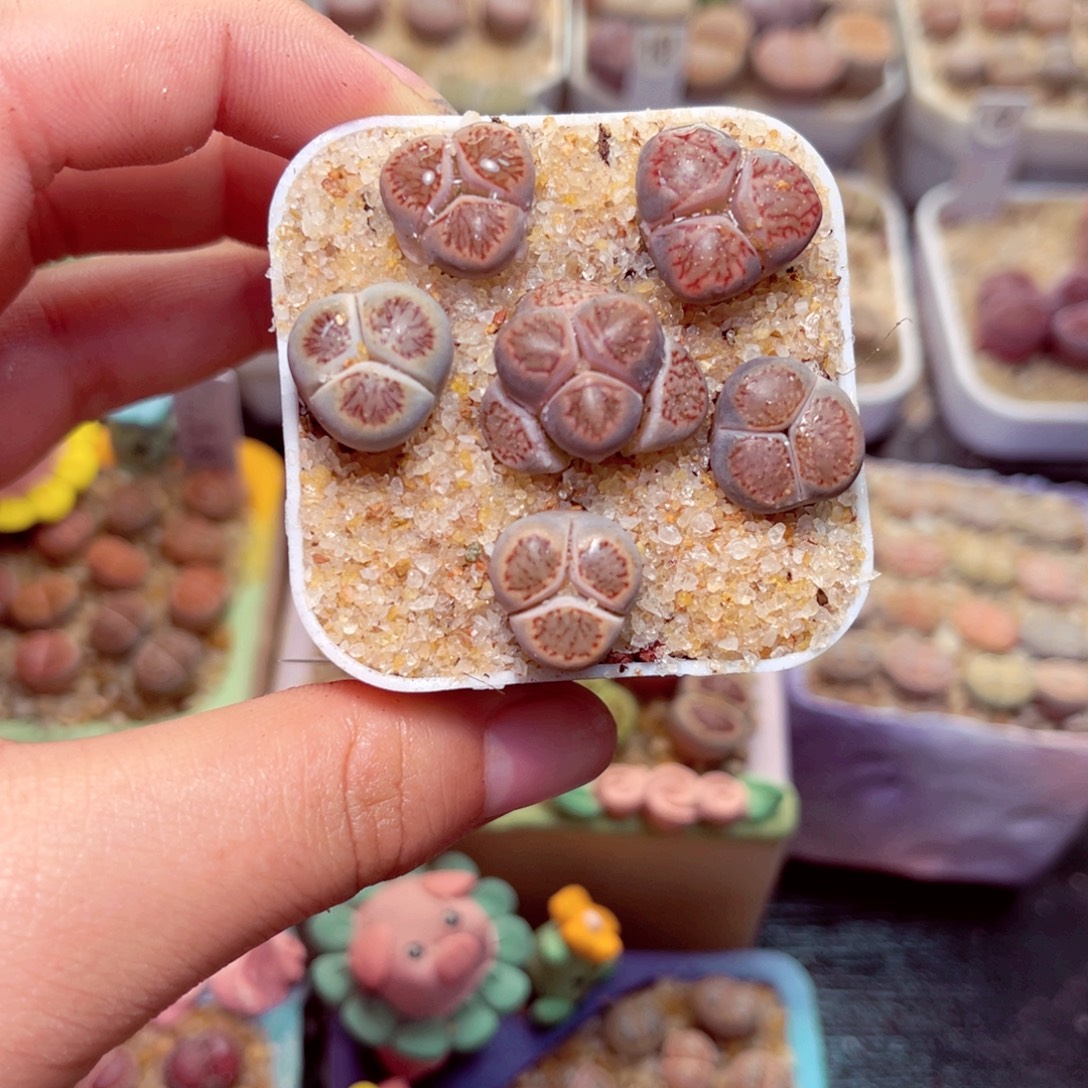 226号带盆包邮发货