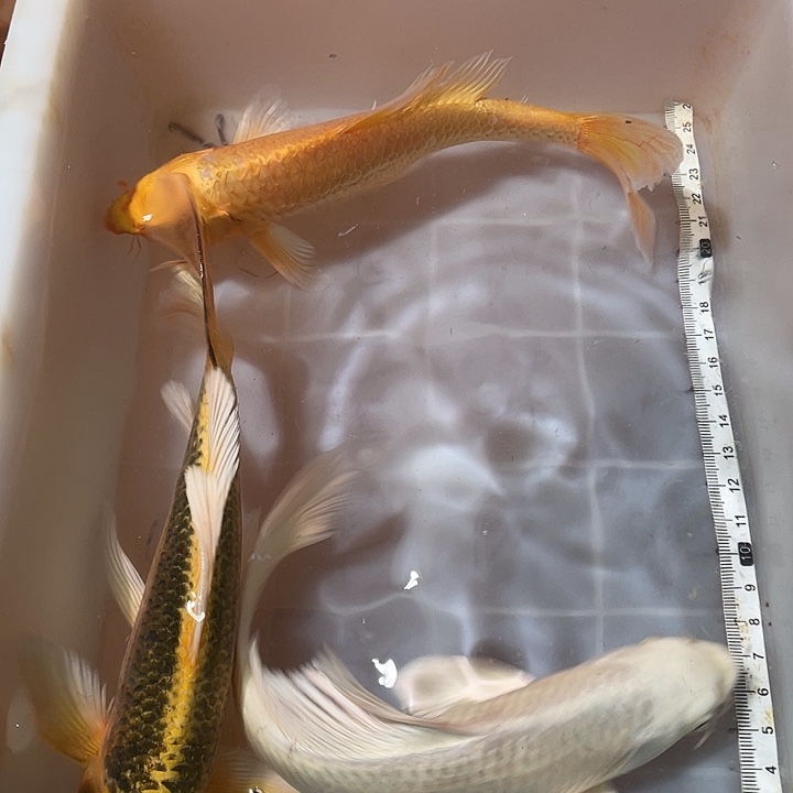 蝴蝶鲤鱼渔场直发36