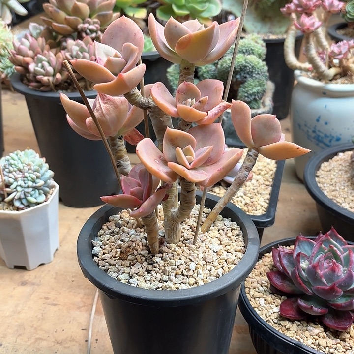 多肉植物，赫式一颗