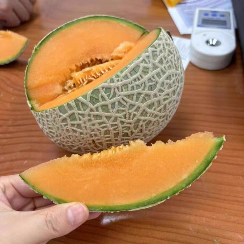 都乐红肉蜜纹瓜 冰淇淋甜瓜 软糯