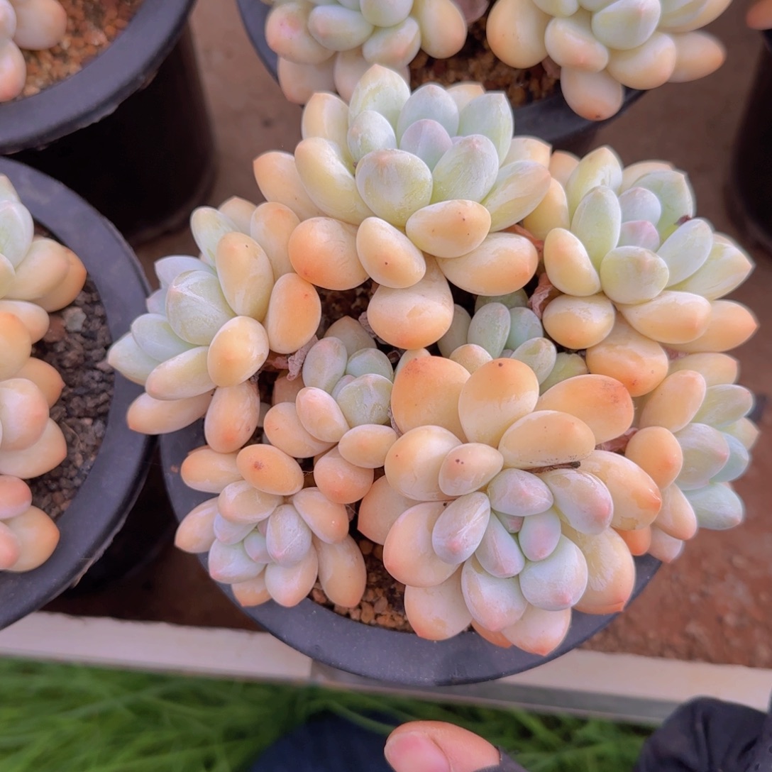 时***好多肉植物多肉植物