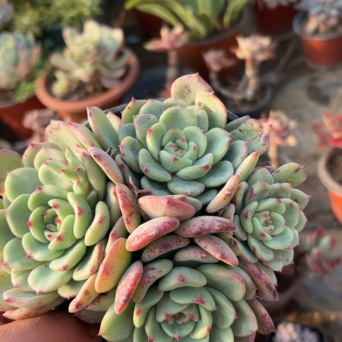 多肉植物桃花石群