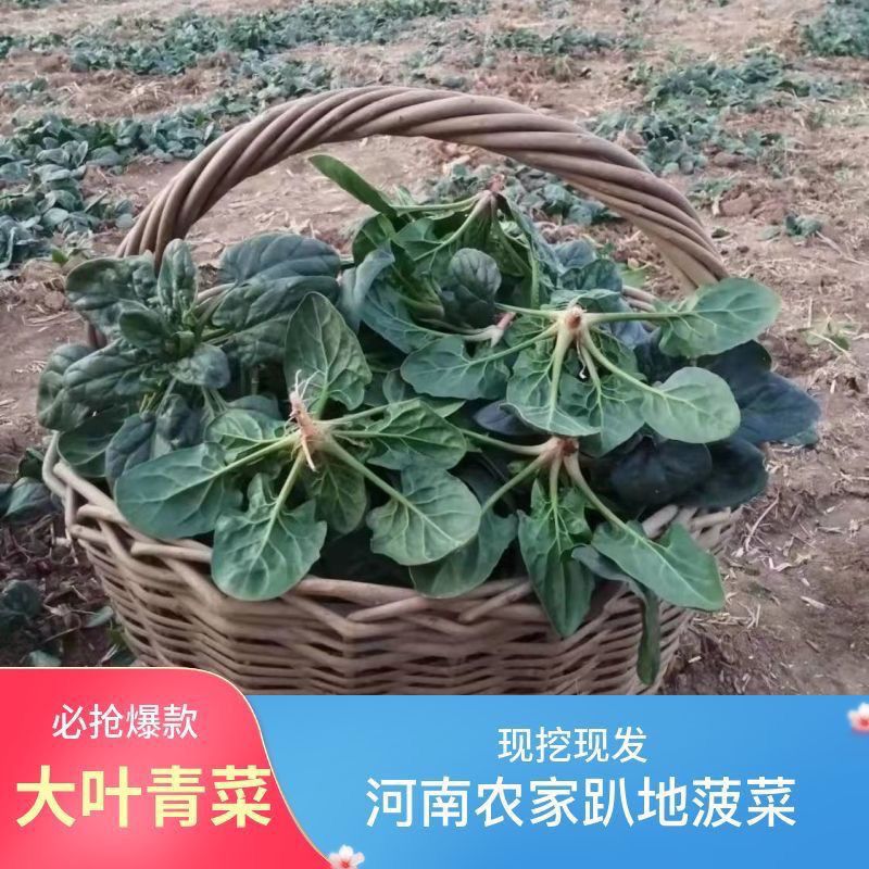 新鲜菠菜现挖露天霜打趴地菠菜当季蔬菜吃火锅涮菜