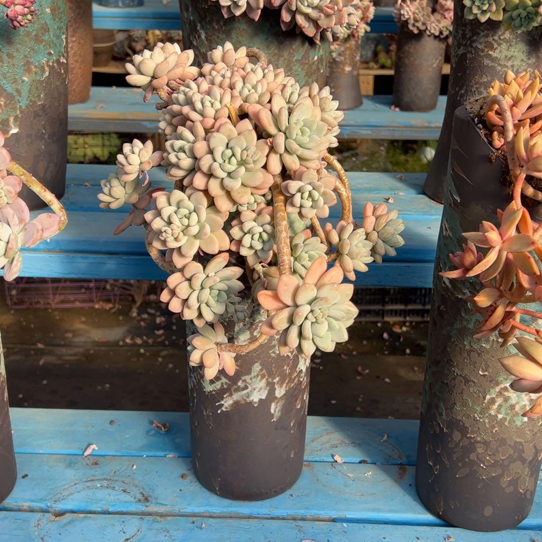 精品香水洛神悬崖 裸根