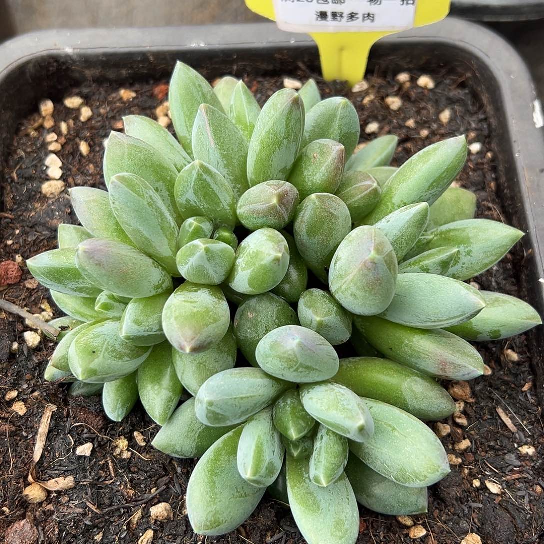 526055 彩体重楼无砍群特价