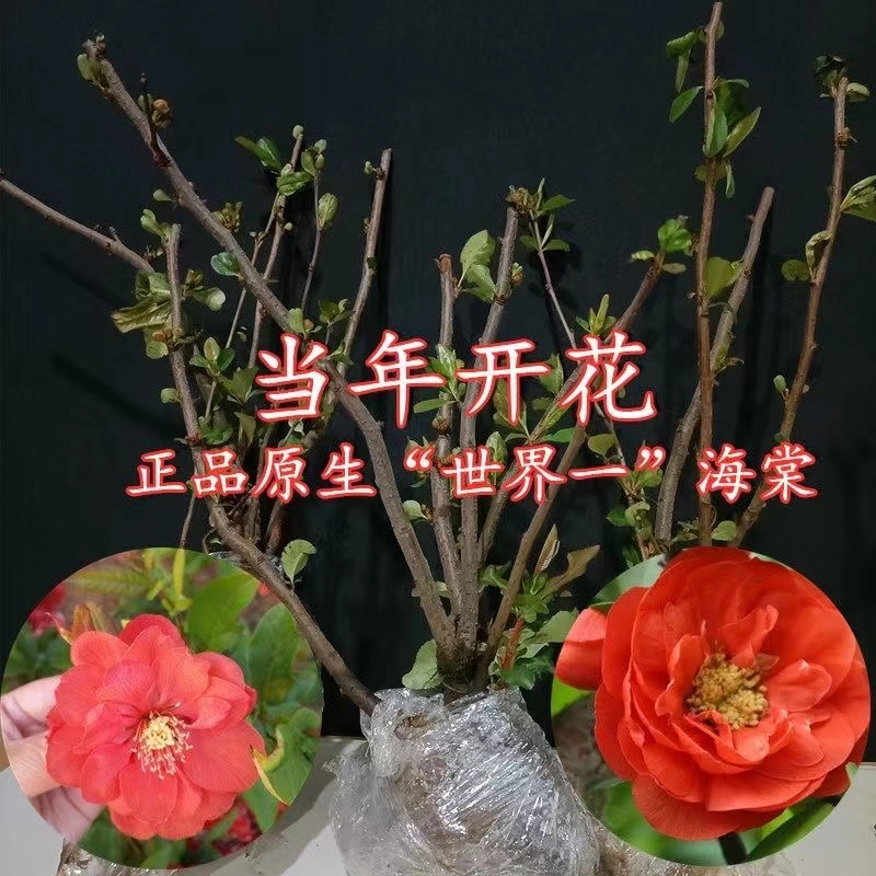 【原生】世界一海棠盆栽地栽都是可以南北方放养着