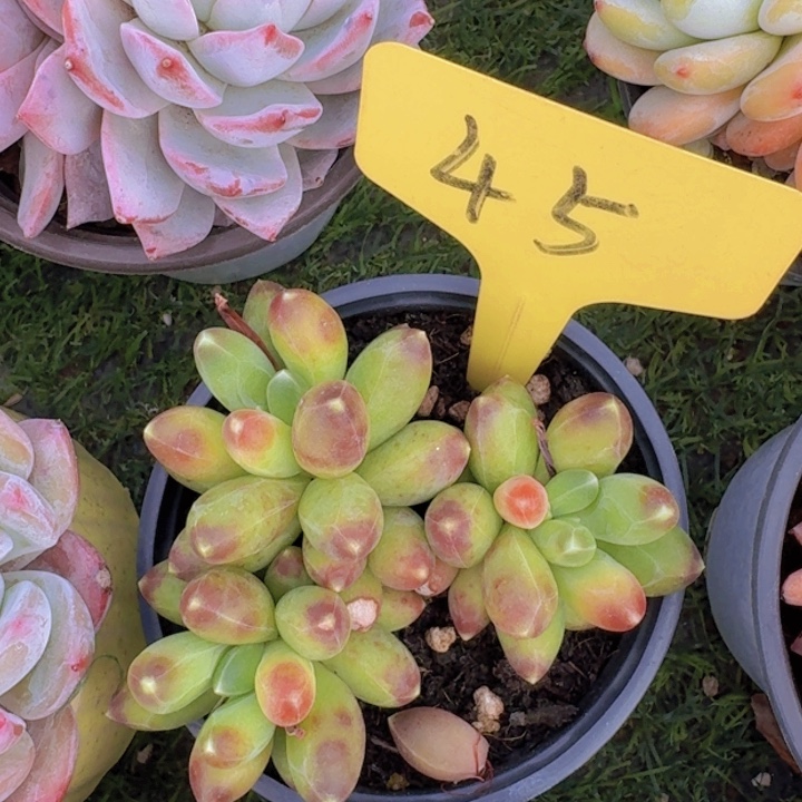 健健康康平平安安