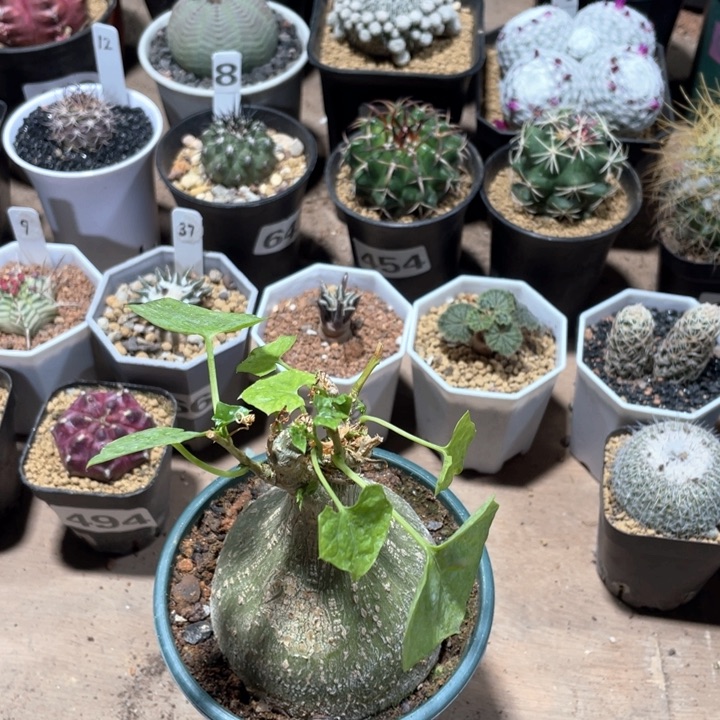 589睡布袋块根植物