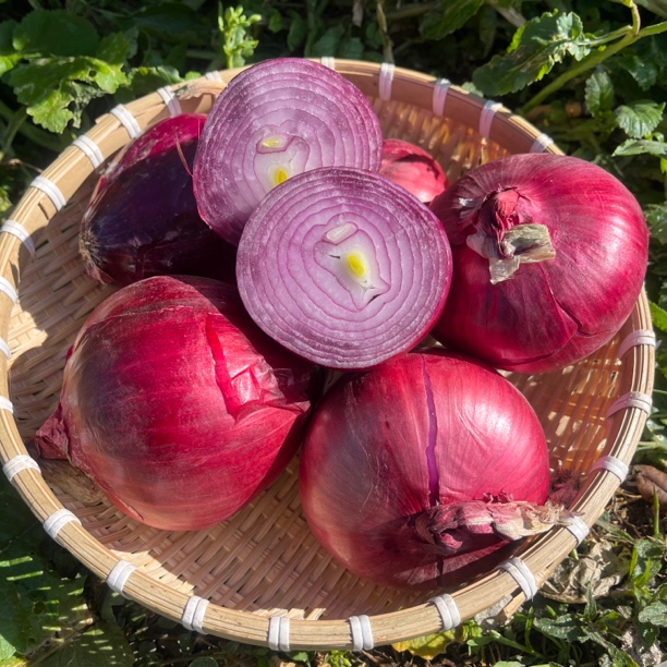 农家紫皮洋葱 现收山货土特产