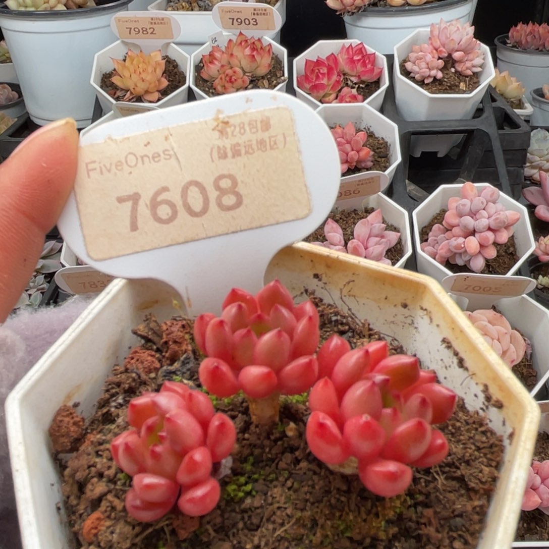 鸡血红宝石7608-4.3厘米左右