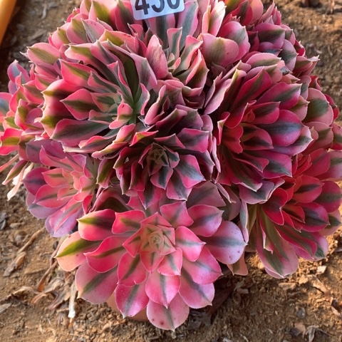 430粉女巫法师多肉植物