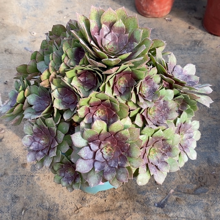 桃花石13多肉植物法师法师