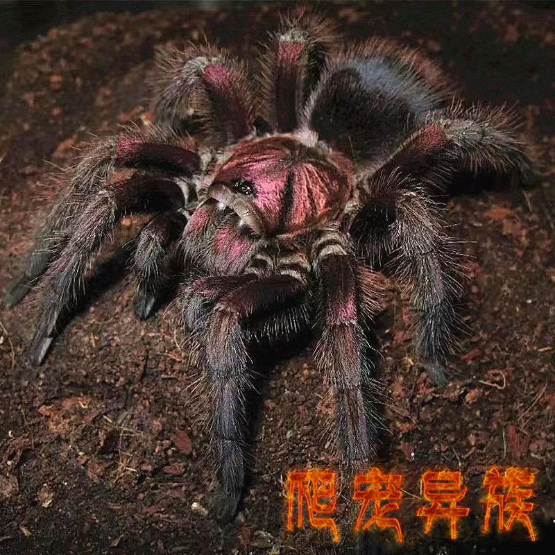 红岛食鸟蜘蛛活体蜘蛛红岛蜘蛛大型pho属蜘蛛宠物活体蜘蛛红岛