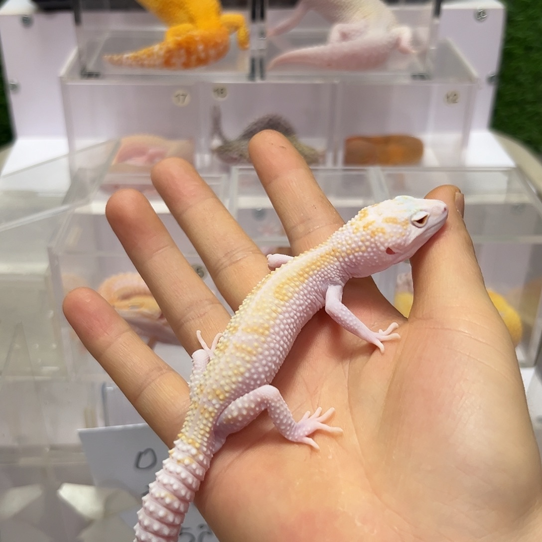 豹纹守宫豹纹守宫