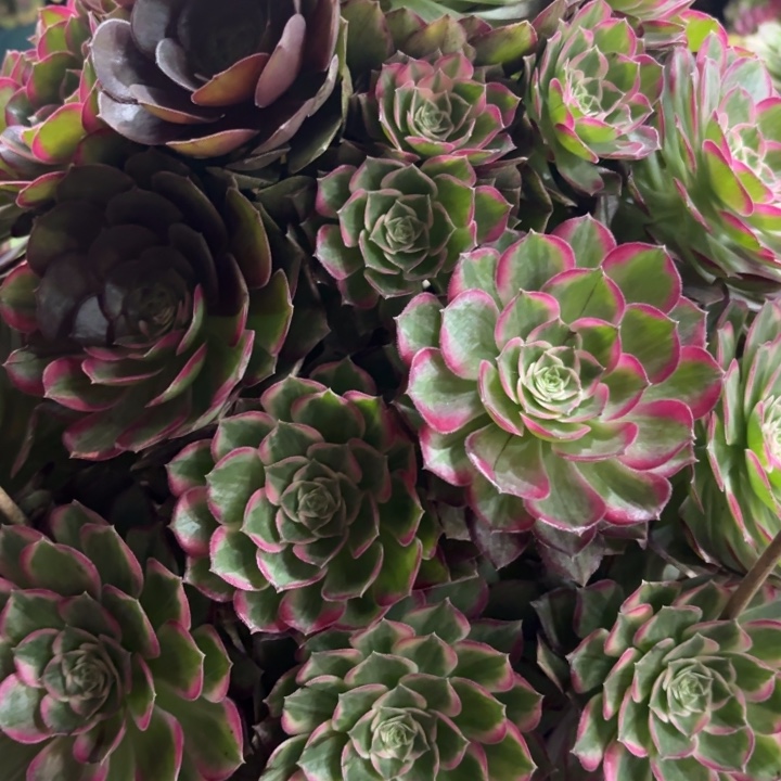 哈哈多肉葡萄福利015