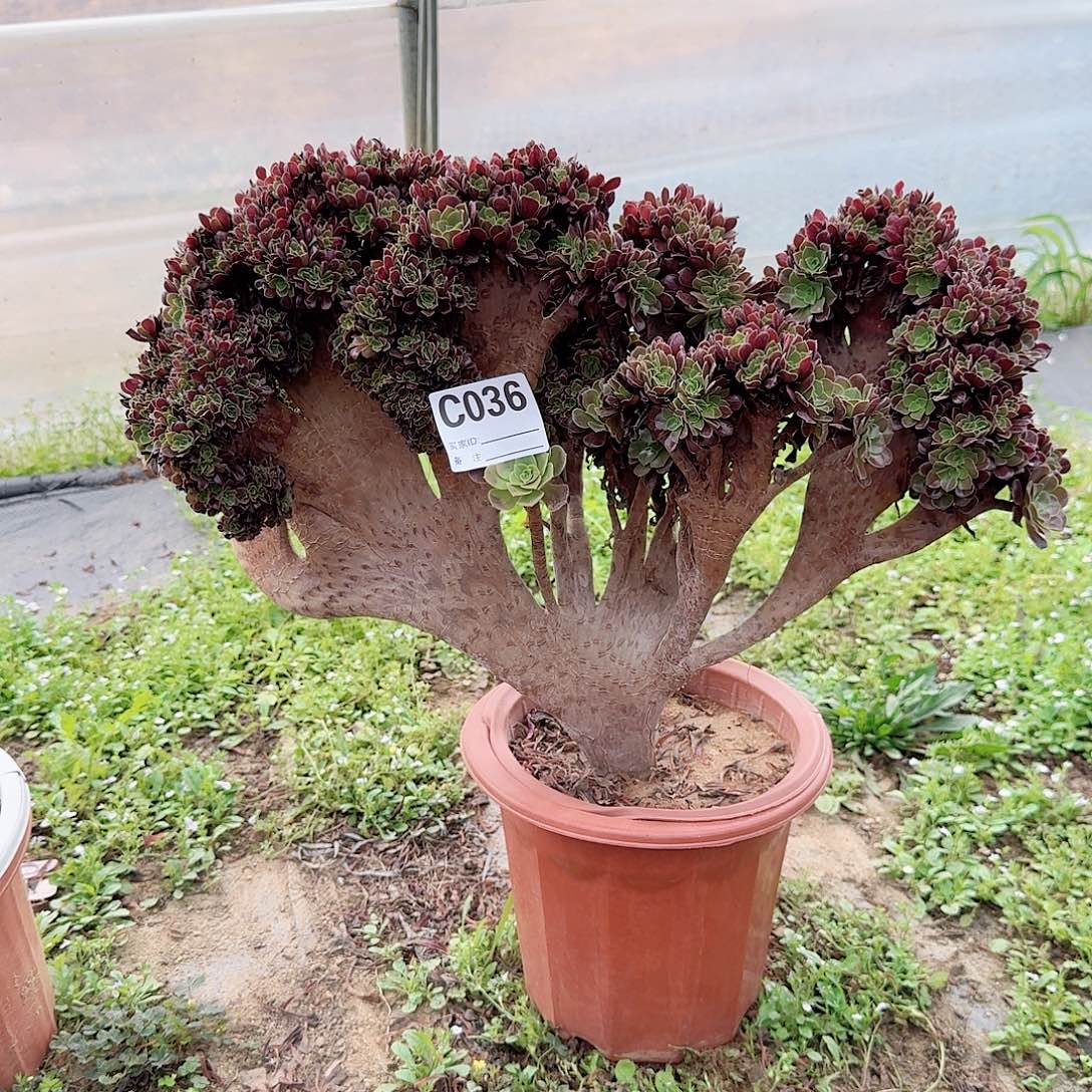 036欧紫朵朵一颗呀呀