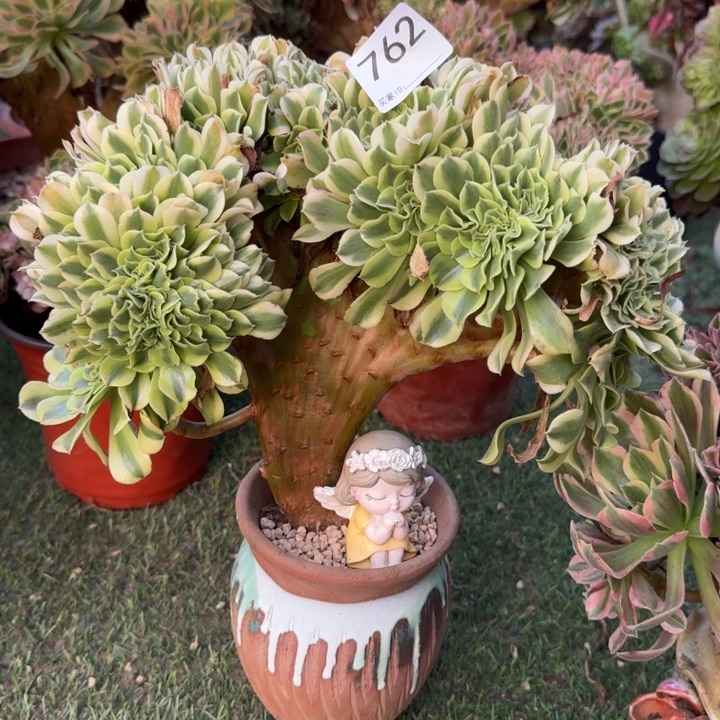 绿豆沙自然朵朵缀化762