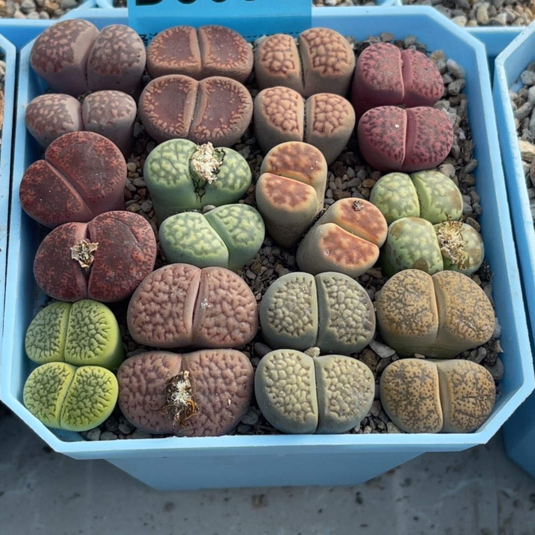 3056双头彩拼12颗 