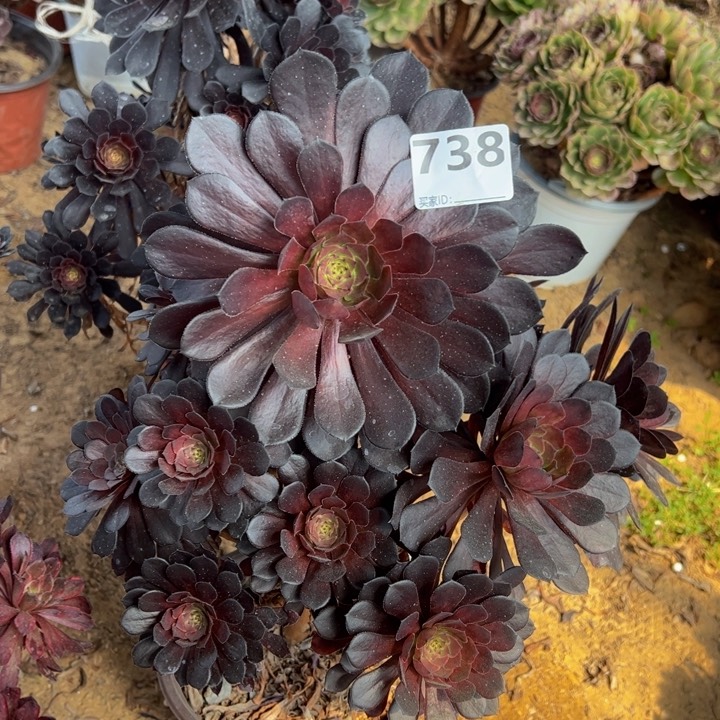 黑同微瑕多肉植物738