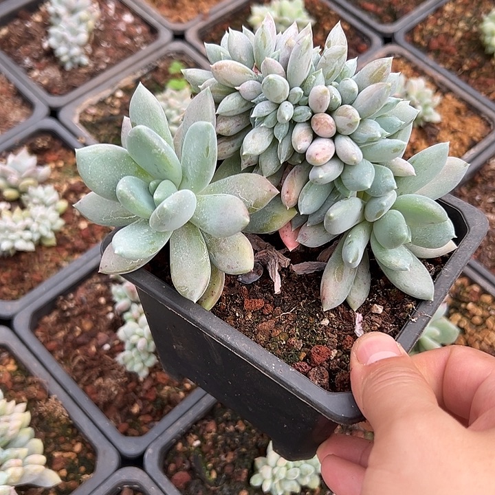 胖美人群生缀化多肉