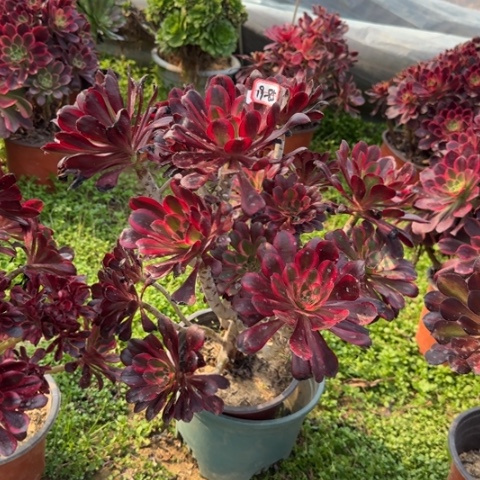 19-85丽娜朵朵多肉植物