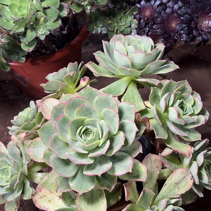 多肉植物玉龙观音锦29