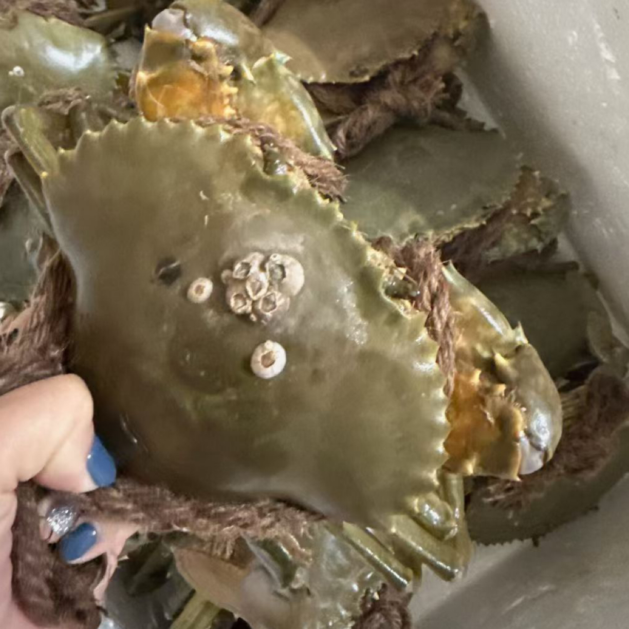 闽南本港红膏鲟  