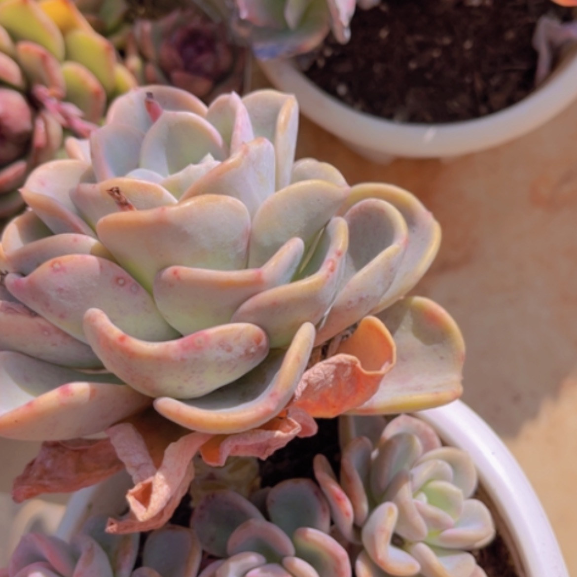 【闪购商品】美尻06228