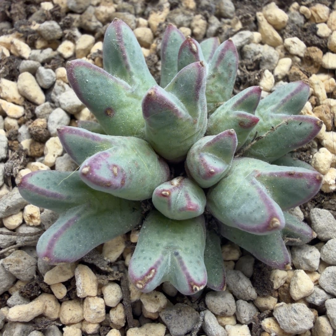 群生正版985猪蹄一颗