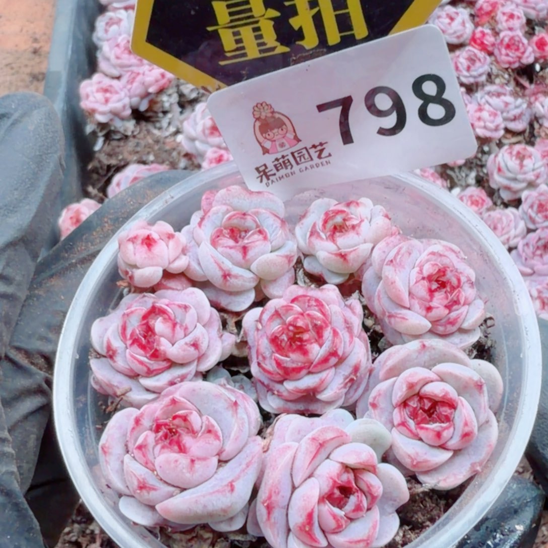 多肉植物多肉植物