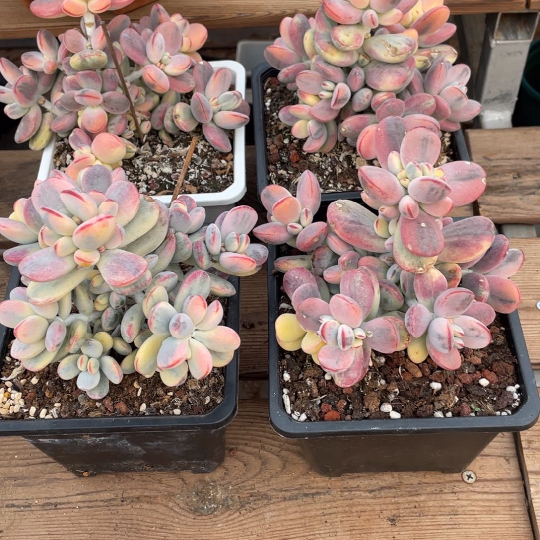 淘多肉乒乓福娘锦一个